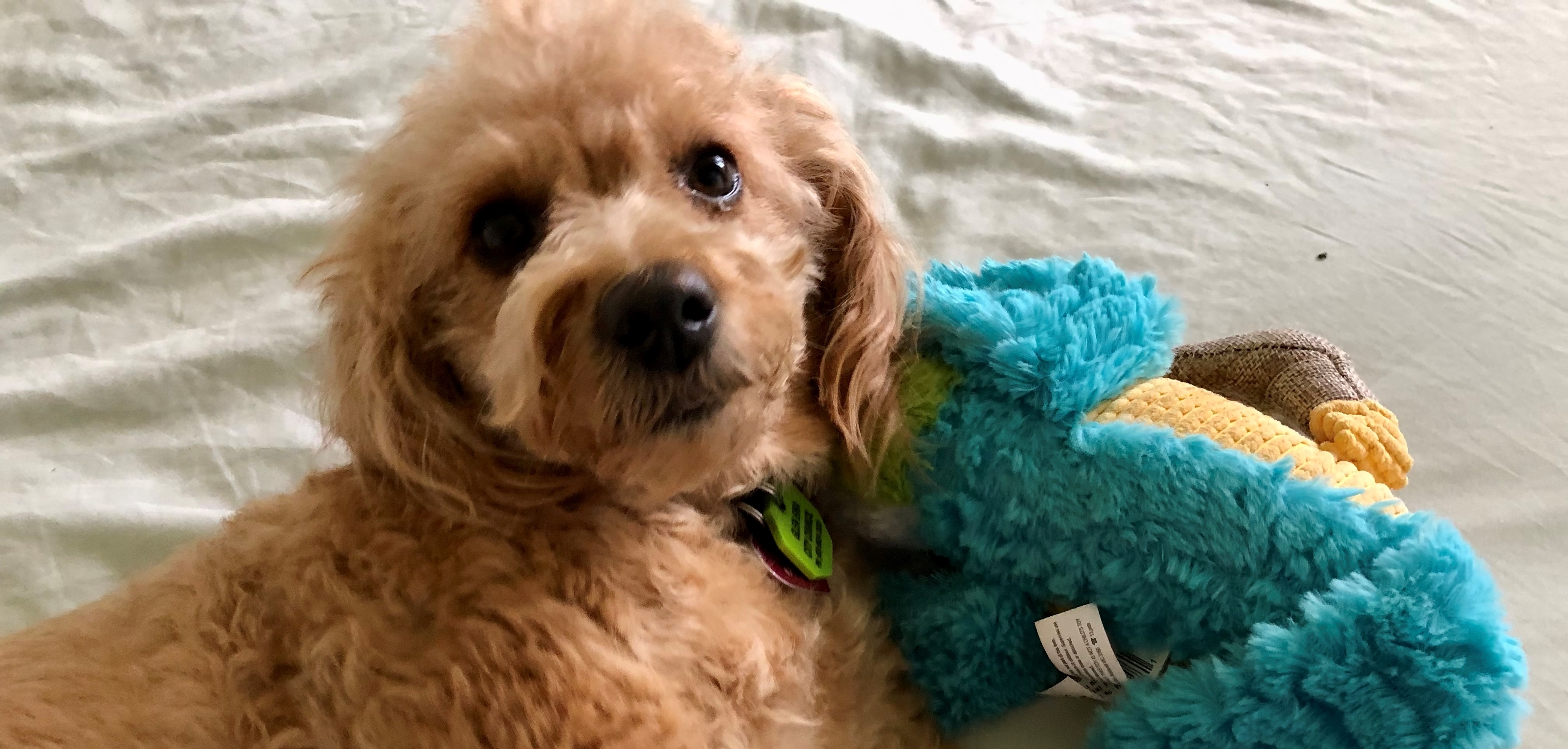 pet_care_pic